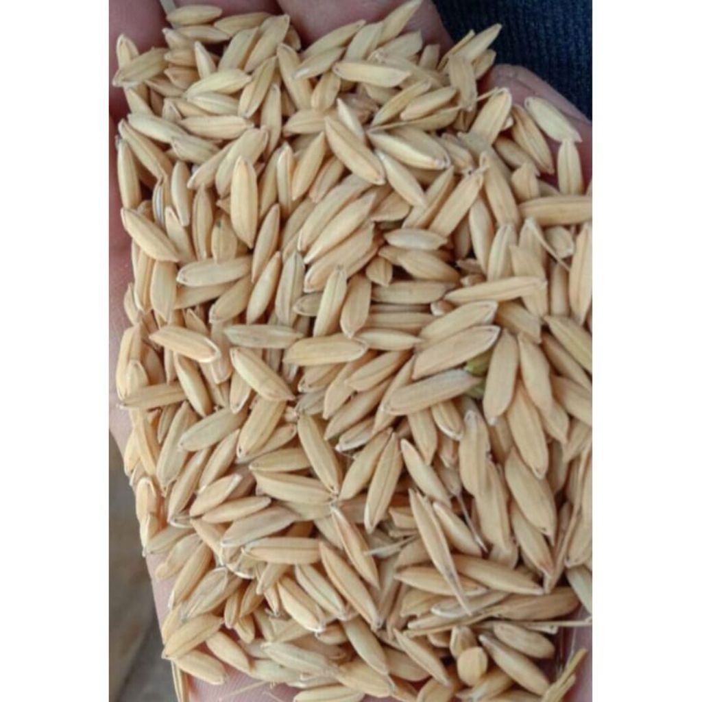 BENIH PADI KALIMASADA 1KG