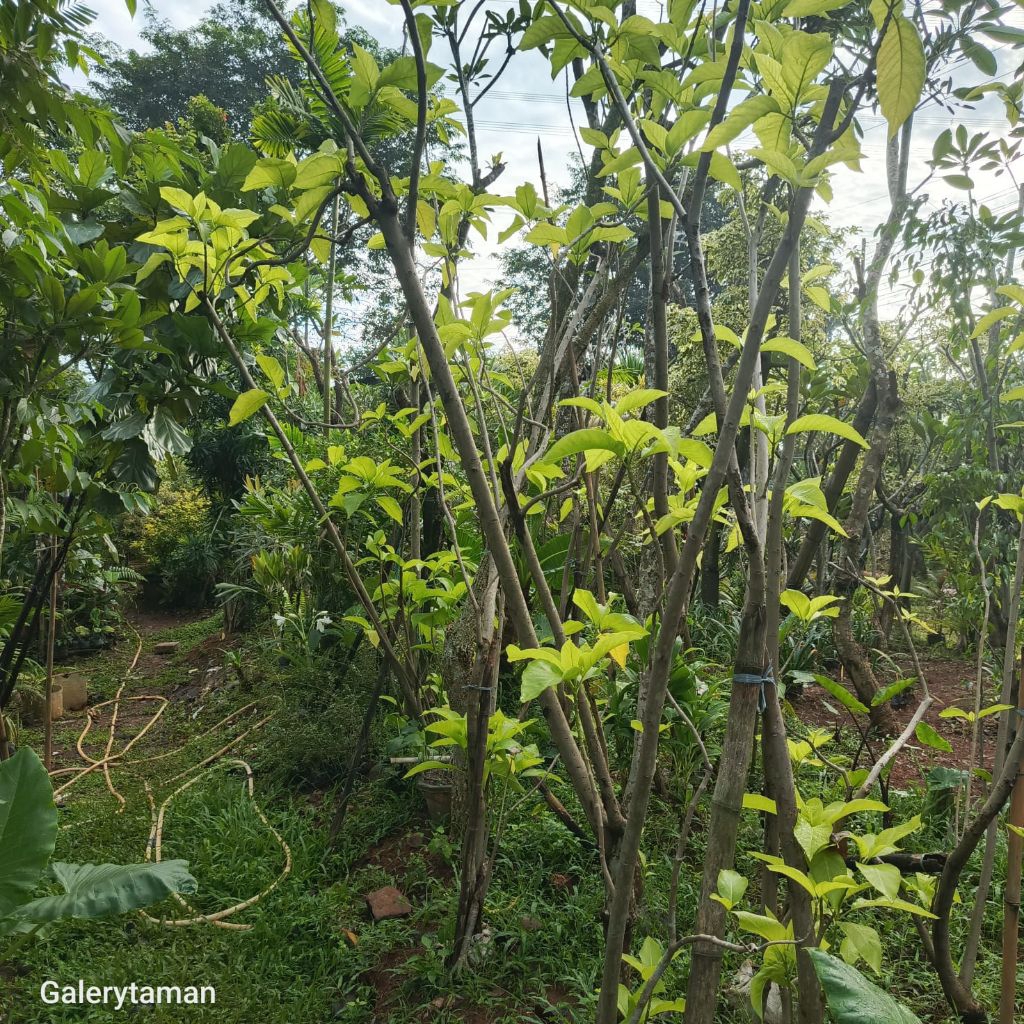 

pohon kol banda tinggi 2meter