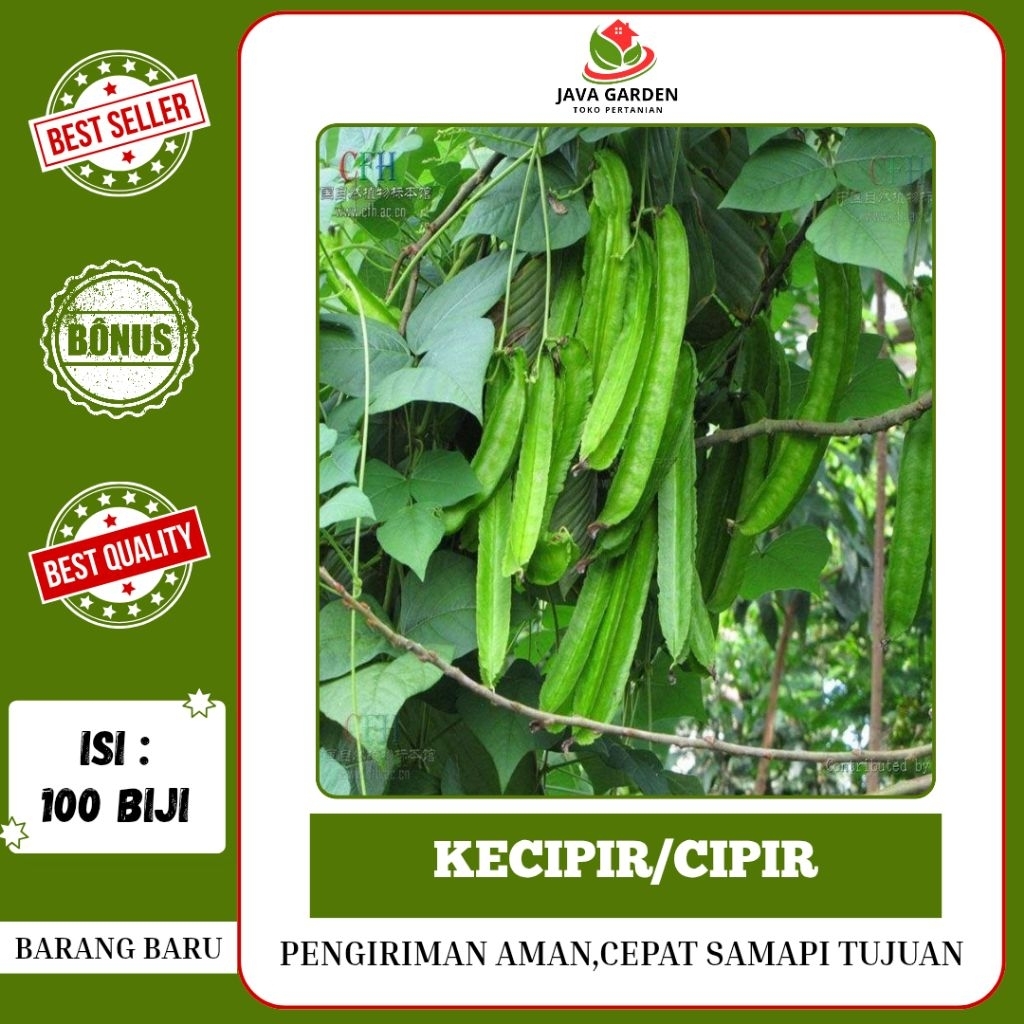 100 BIJI>BENIH BIJI KECIPIR/CIPIR MUDAH BERKECAMBAH