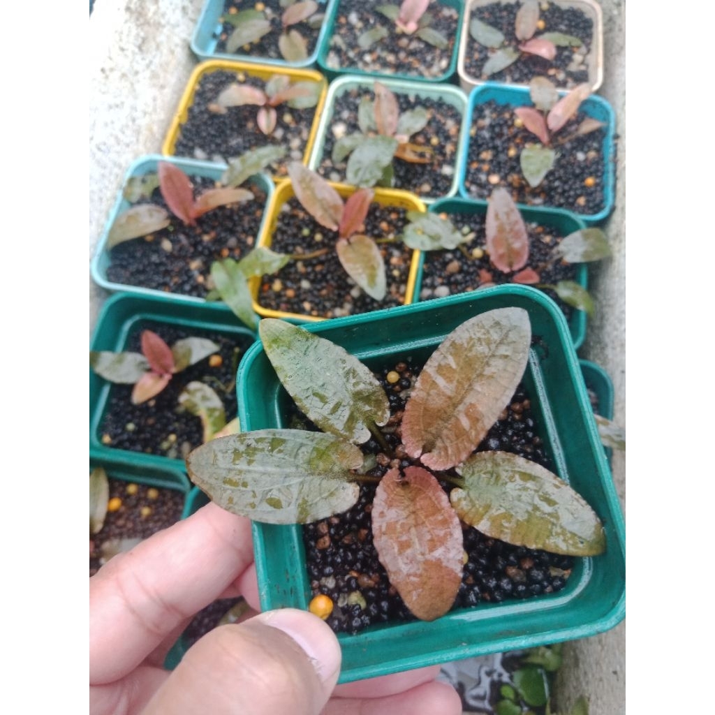 Cryptocoryne Flamingo pink (Emersed) #cfml0001