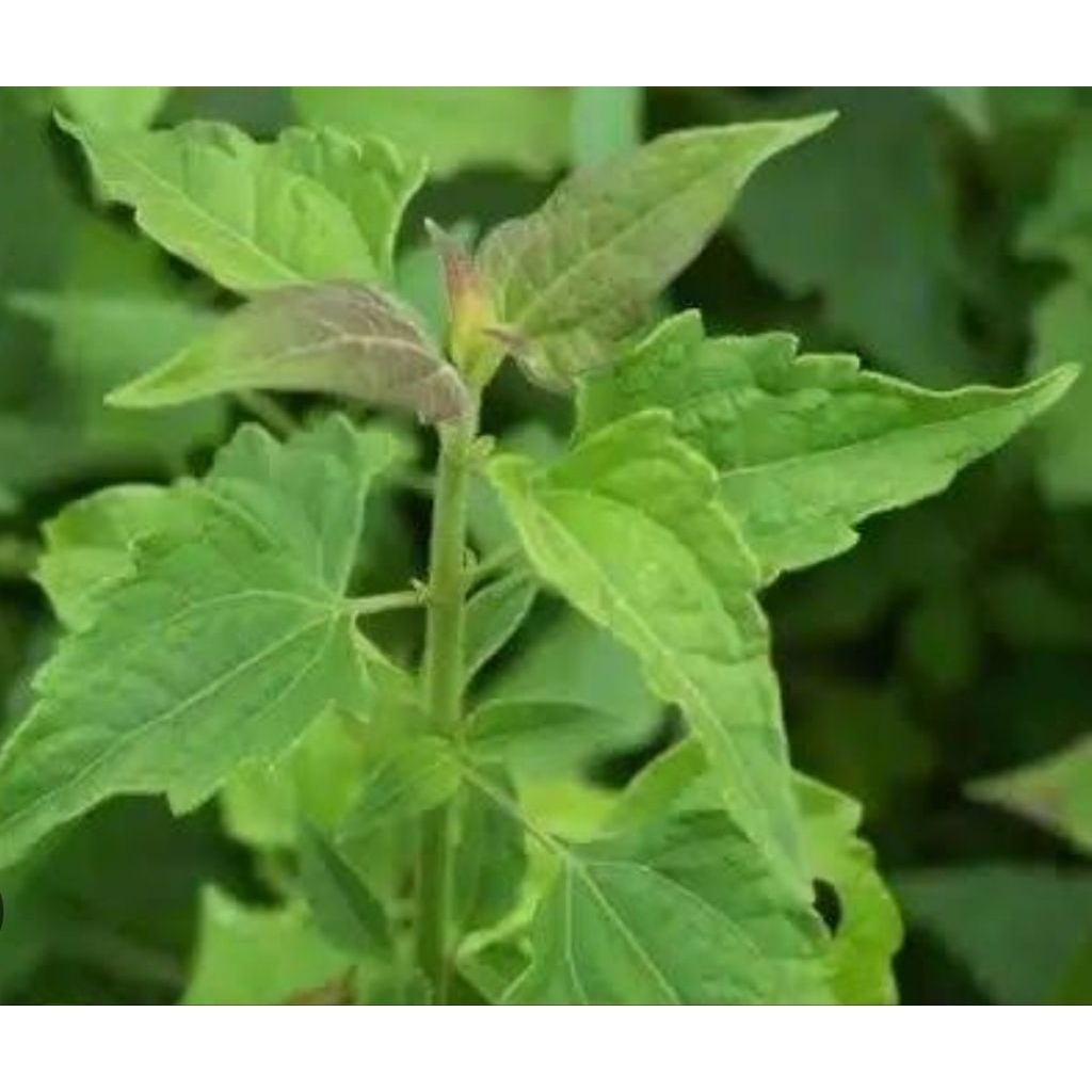 

Daun balakacida asli organik berat 100gr rempah asli indonesia