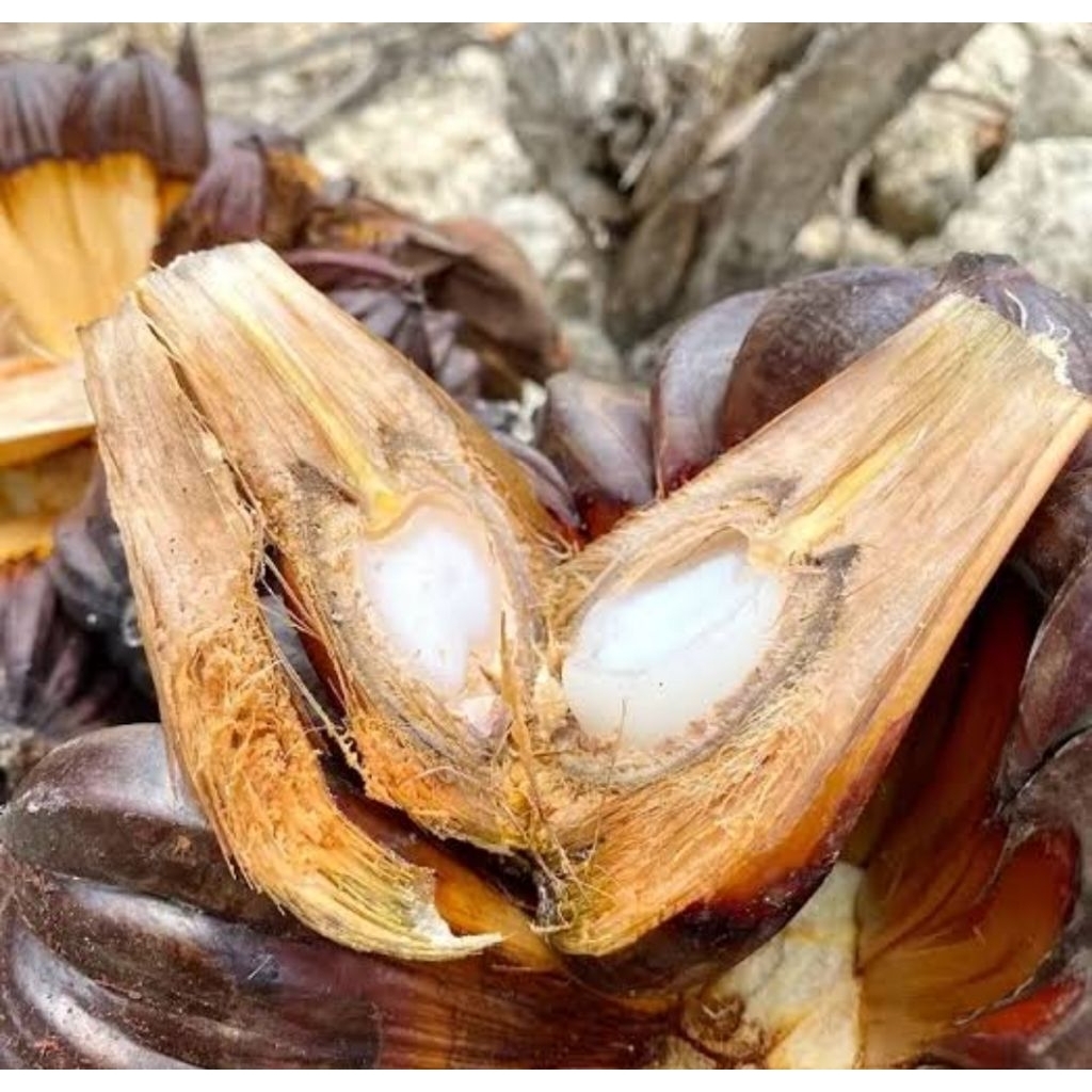 

Buah nipa asli organik berat 5 kg buah asli nusantara