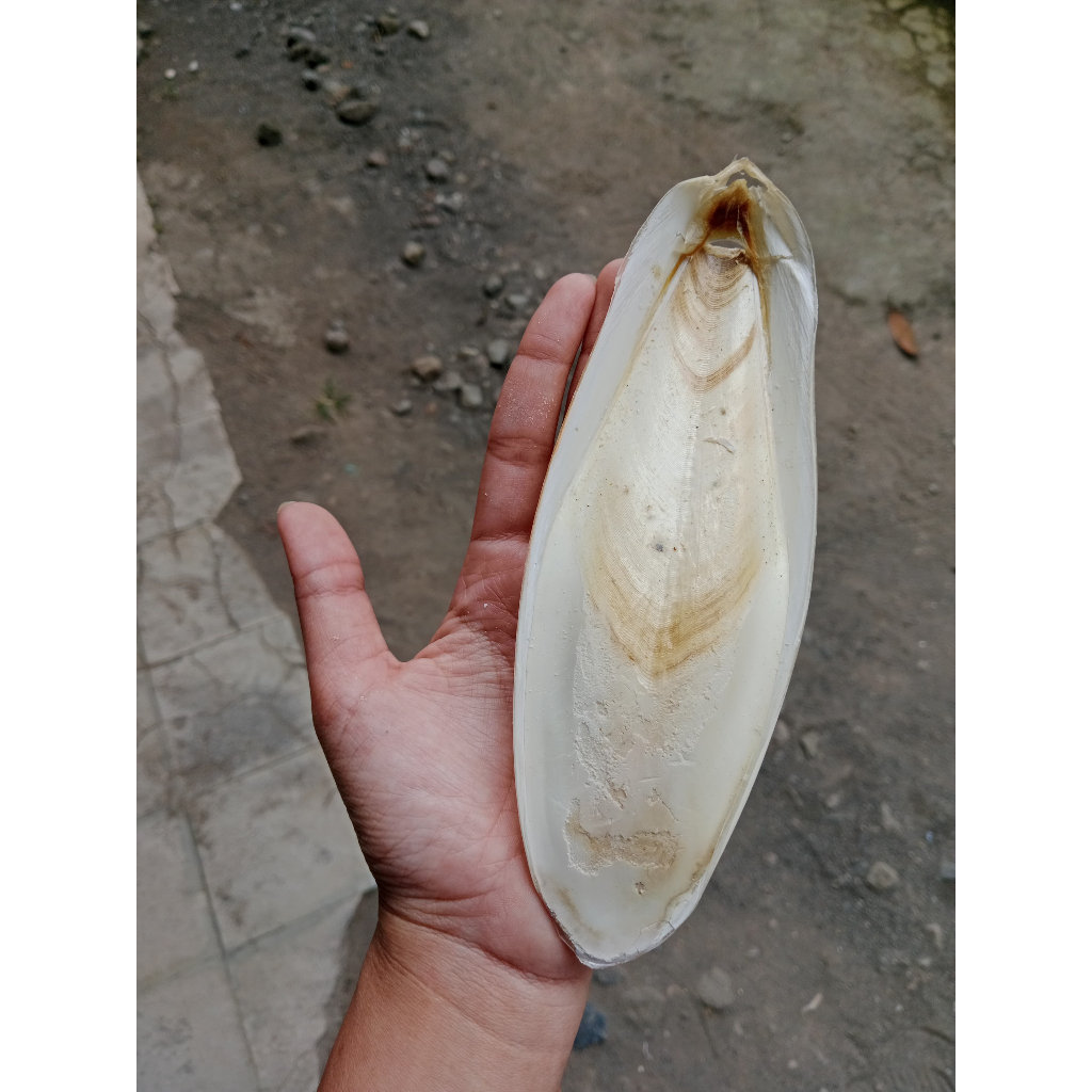 asinan tulang sotong asinan untuk burung 1ons pakan burung asinan sotong