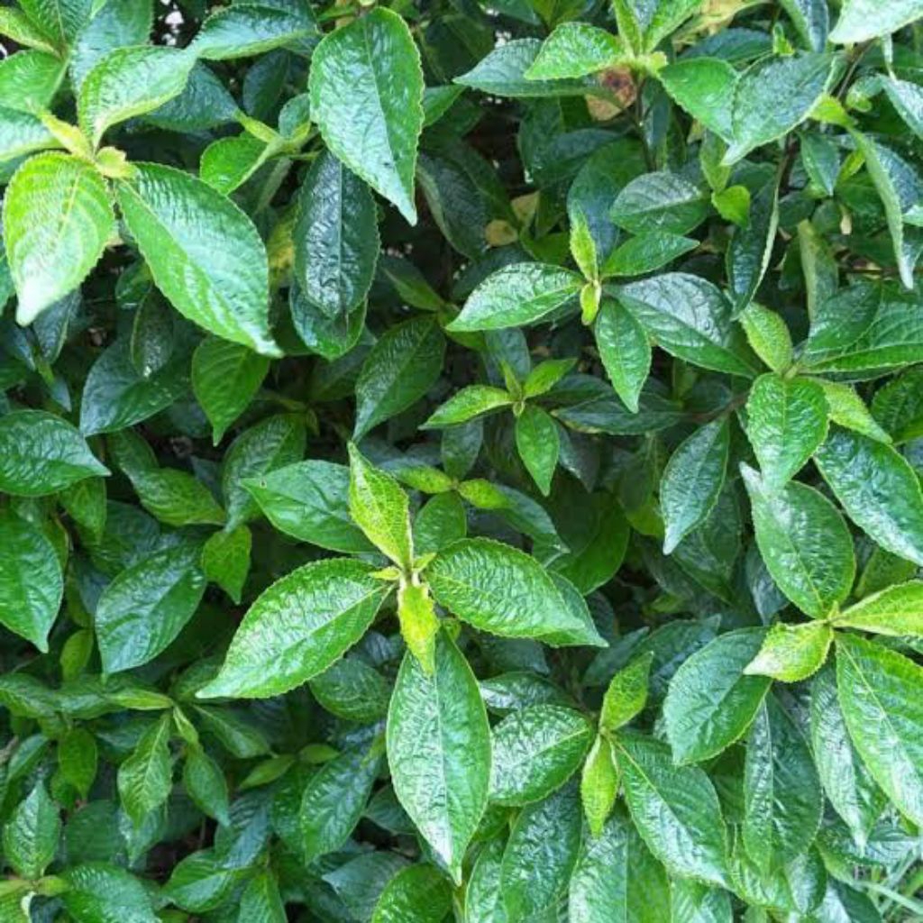 

Daun pecah beling-Keji beling segar dijual per 100gram