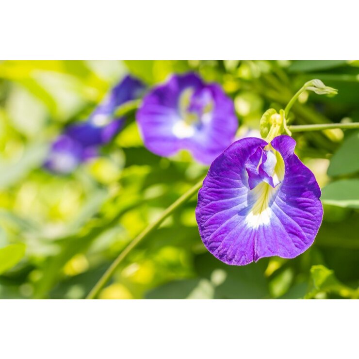 

Bunga Telang Kering - Teh Bunga Tisane