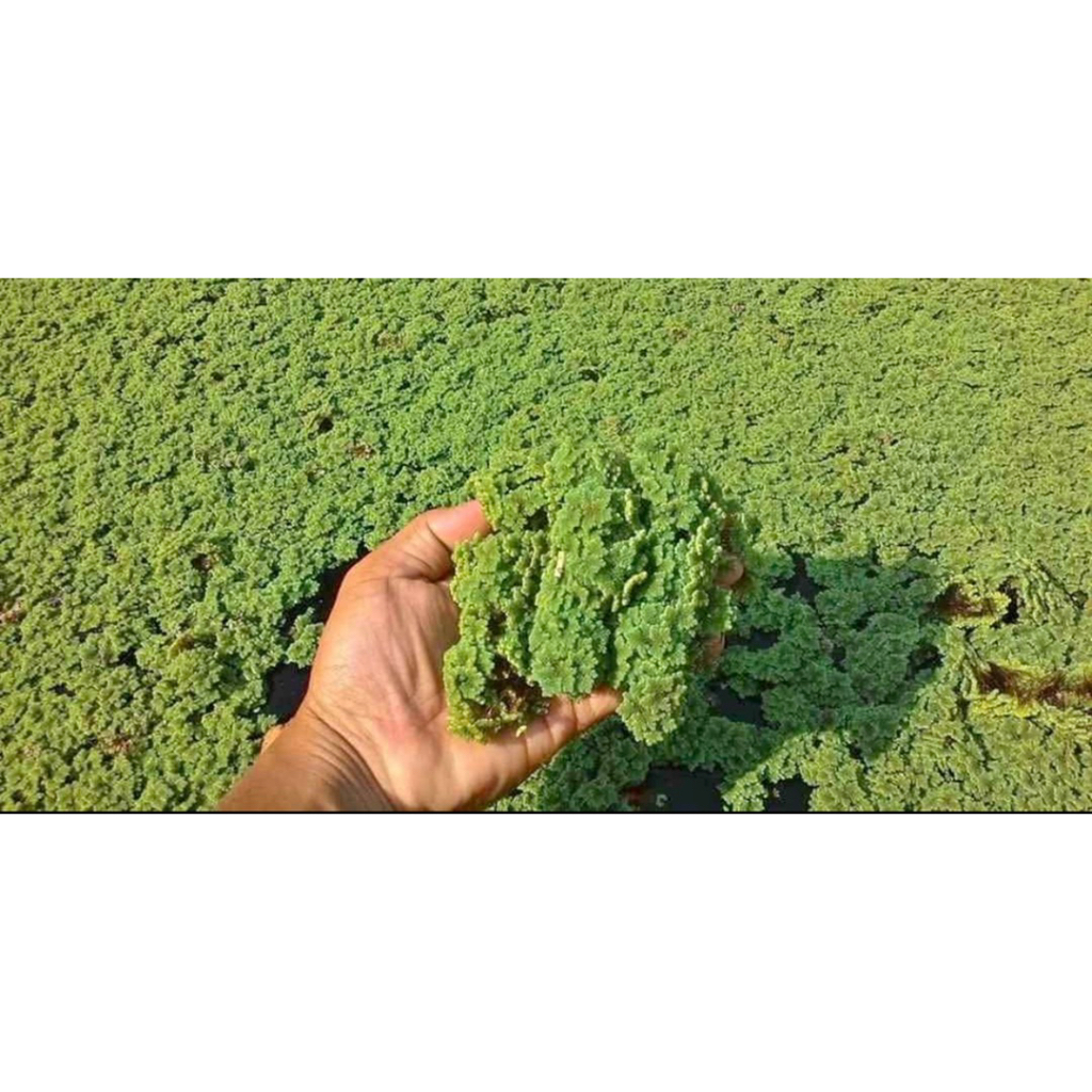 Azolla microphylla / azola / bibit azolla / indukan azola BIBT AZOLA KOLAM 1 KG