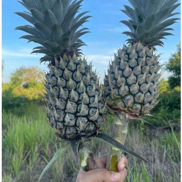 

PO [PREORDER] Nanas Muda Herbal, Nanas Muda Pelancar Haiid & pengobatan tradisional