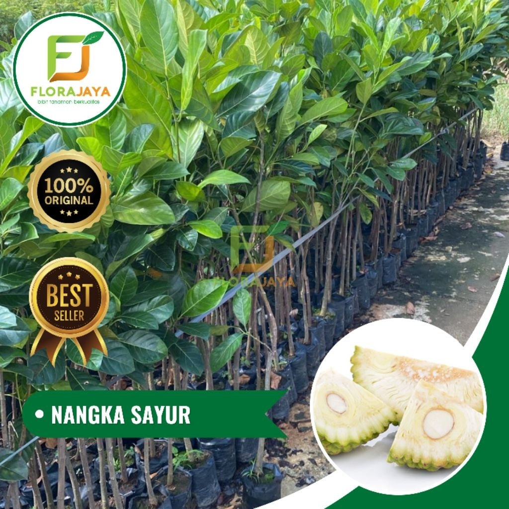 BIBIT NANGKA SAYUR OKULASI