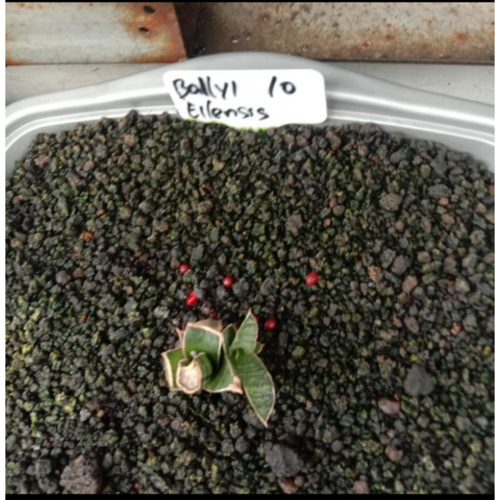 sansevieria balli eilensis / lidah mertua