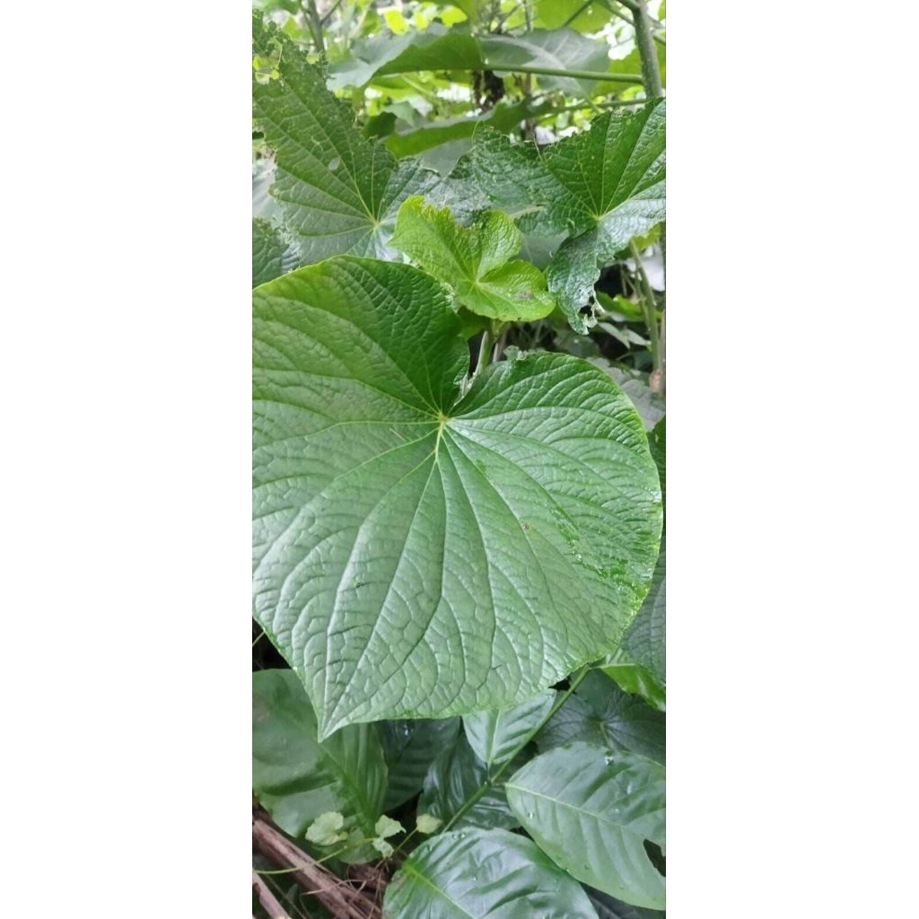 

Daun gedebong asli organik berat 500gr rempah asli indonesia