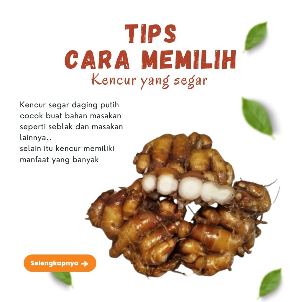 

KENCUR SEGAR 500G