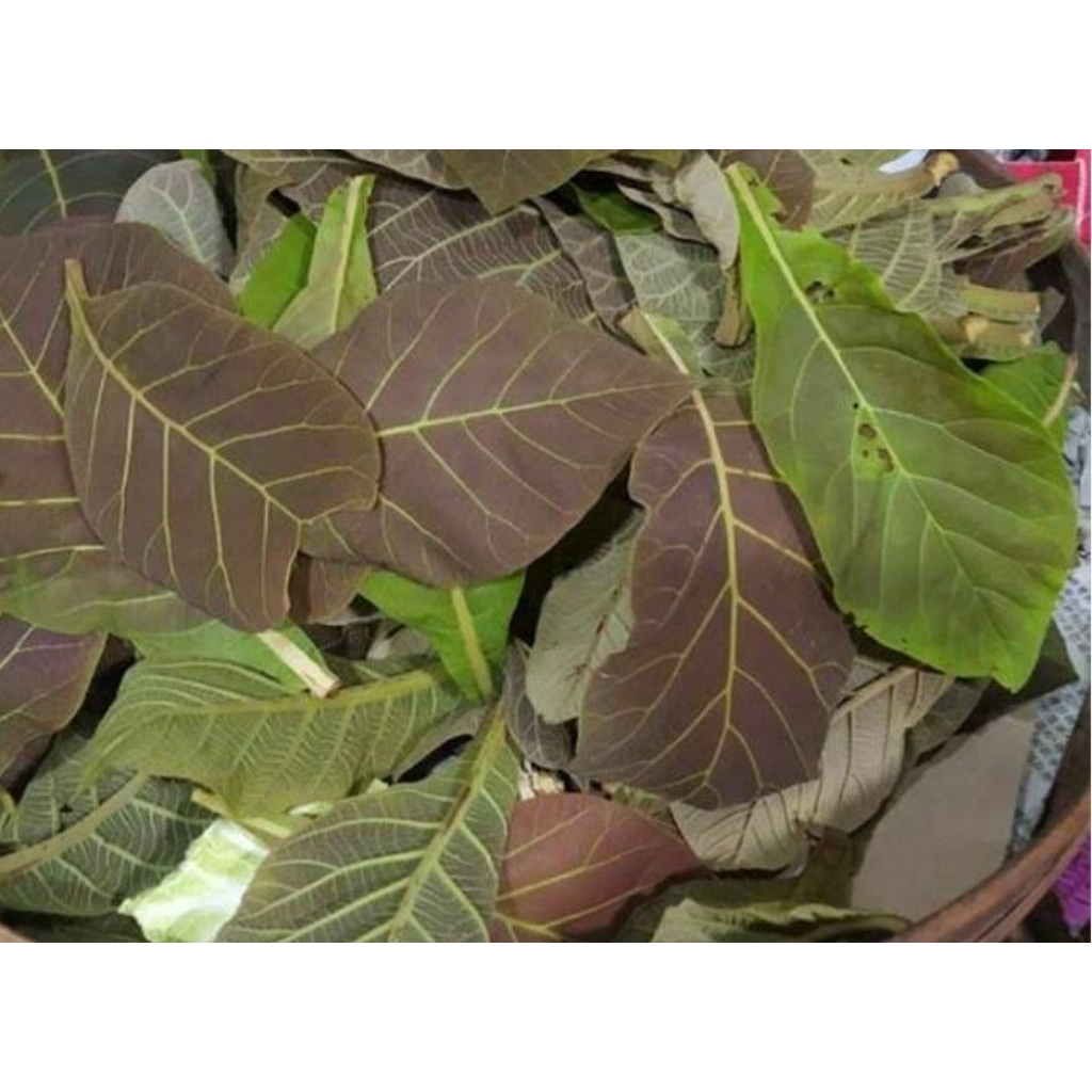 

Daun jati muda asli organik berat 100gr untuk bumbu masakan gudek