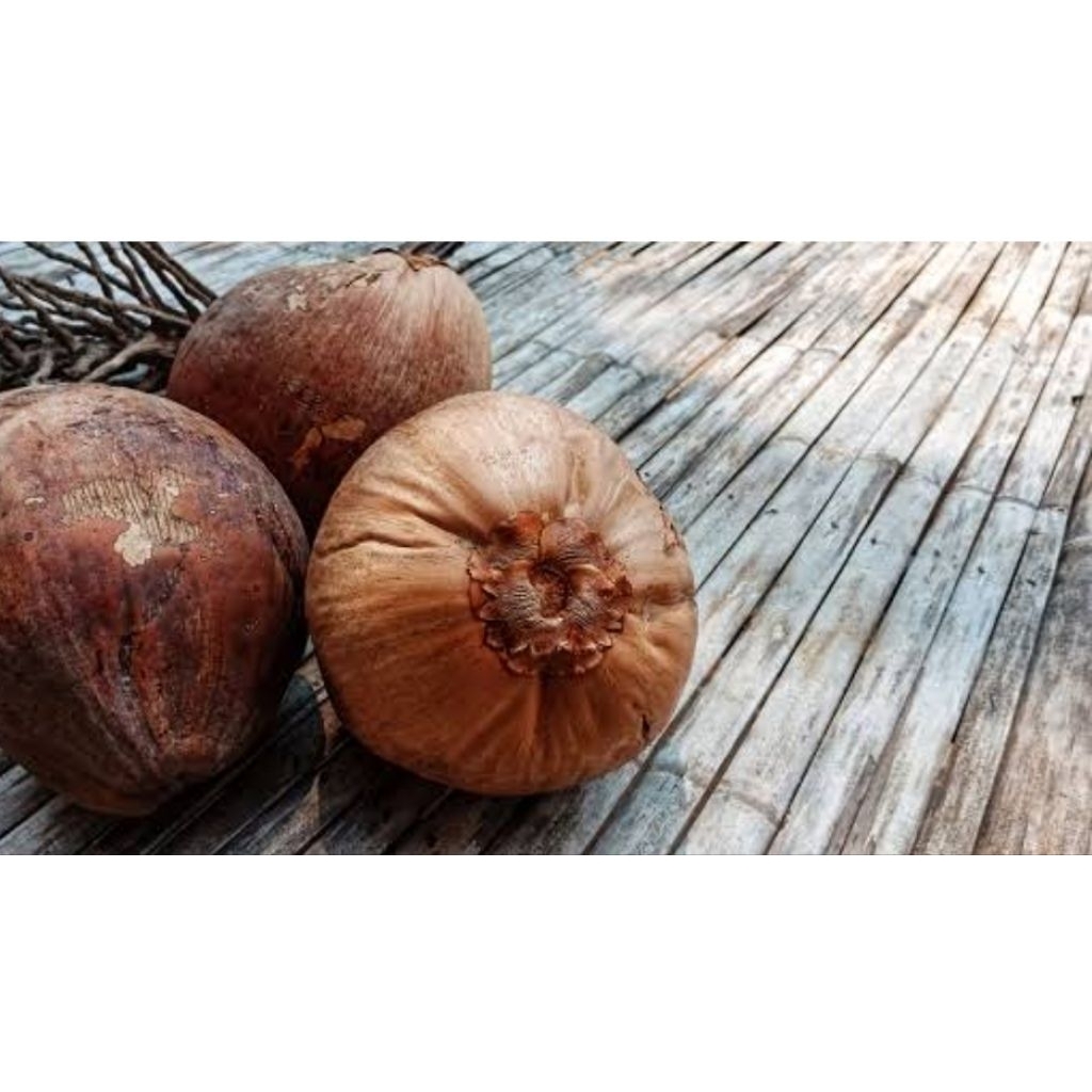 

Kelapa tua utuh kering 1 buah siap pakai untuk santan bumbu masak