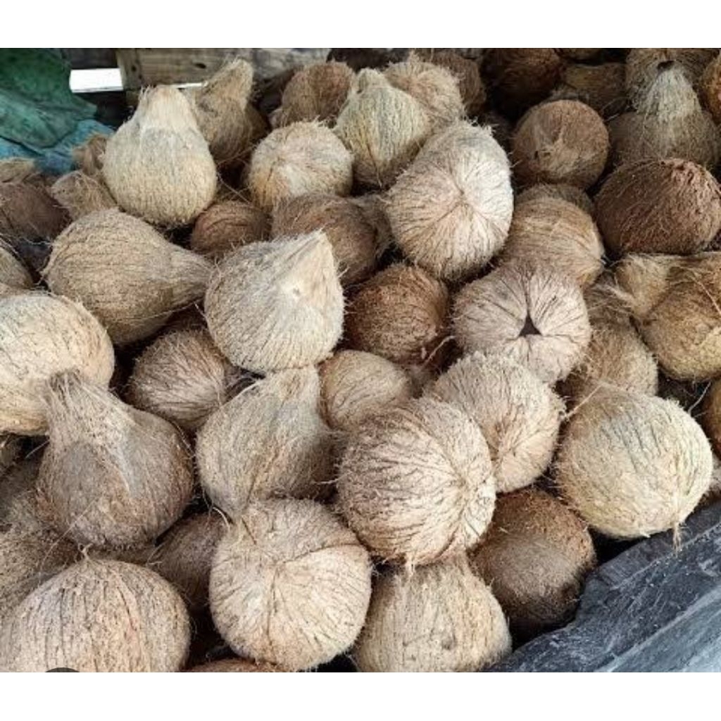 

Kelapa tua kupas untuk santan masakan harga 1 buah siap pakai