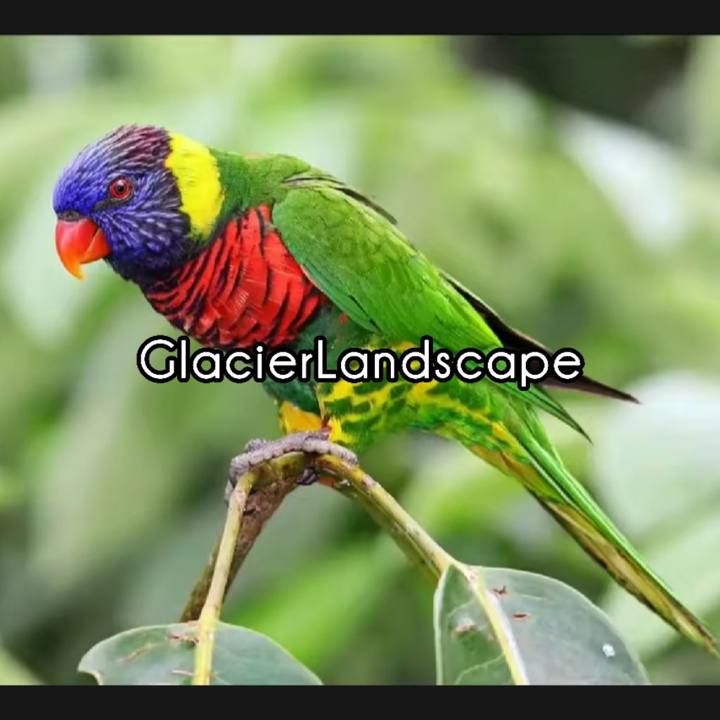 

PROMO!! Telur fertil nuri pelangi 100% garansi menetas