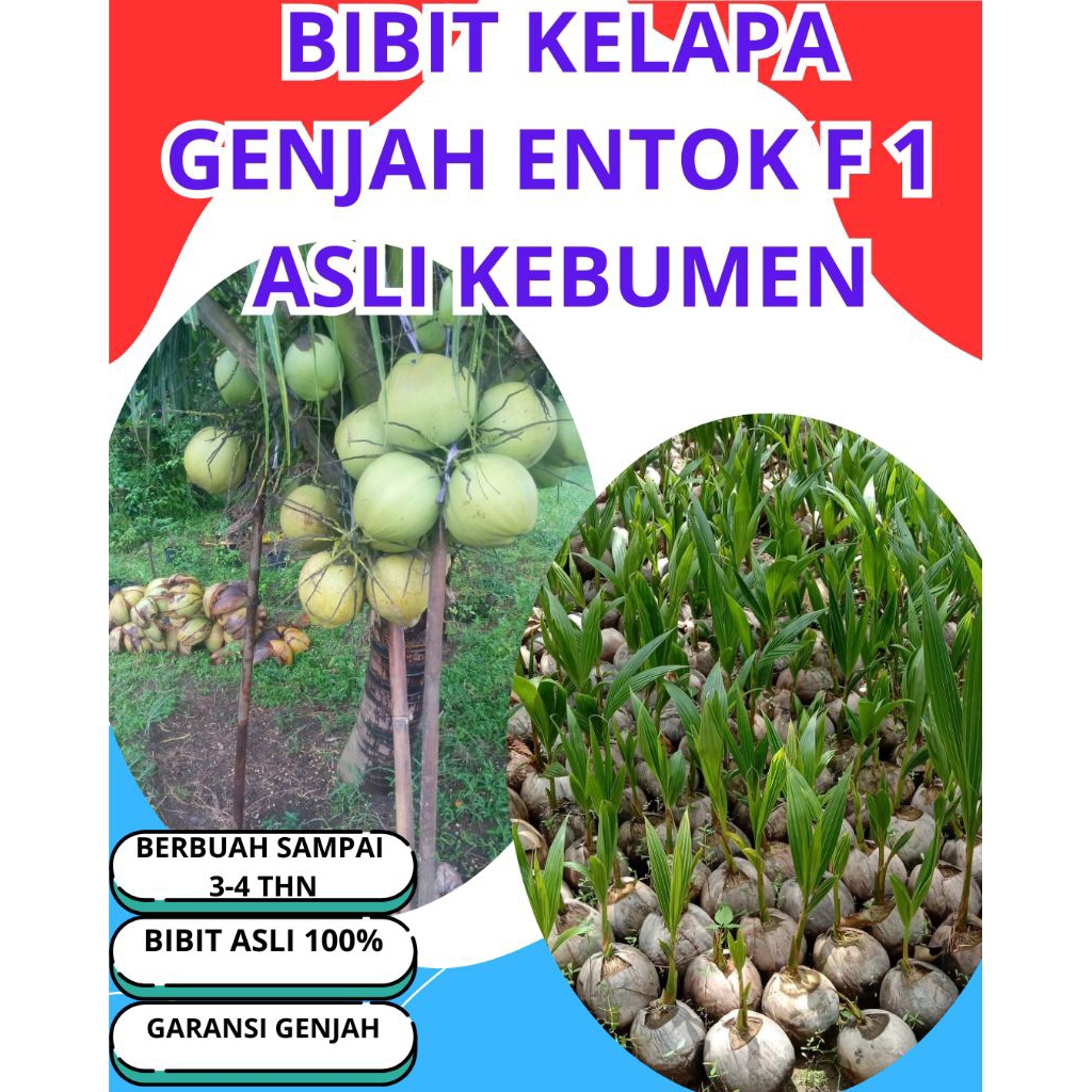 SUDAH DIKUPAS  Bibit Buah Kelapa Genjah Hibrida F1, Bibit Buah Kelapa Genjah Kebumen F1