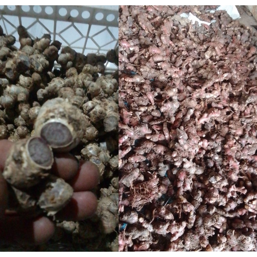 

paket hemat jahe merah+kunyit hitam