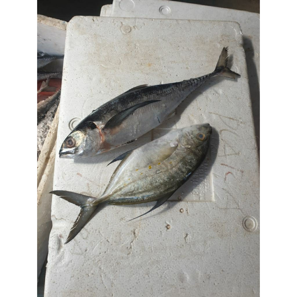 

Ikan Tengkek / Sarisi