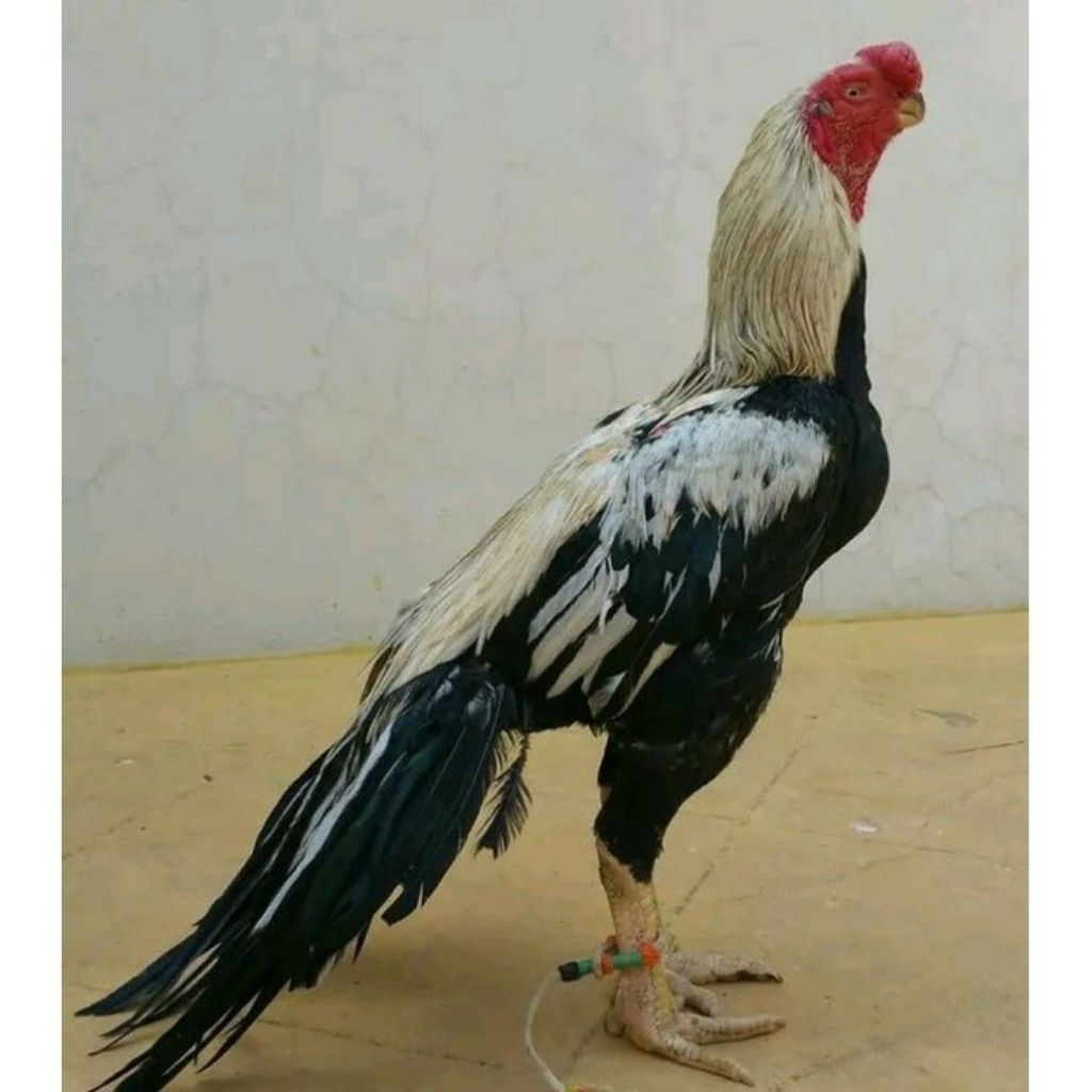 

paket hemat 5 Telur Ayam Assel Parrot Ori fertil siap untuk ditetaskan