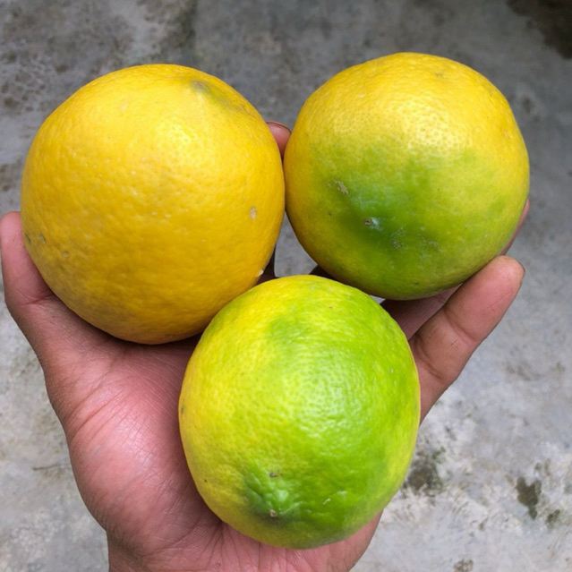 

Jeruk Lemon California 1kg Asli Batu Malang