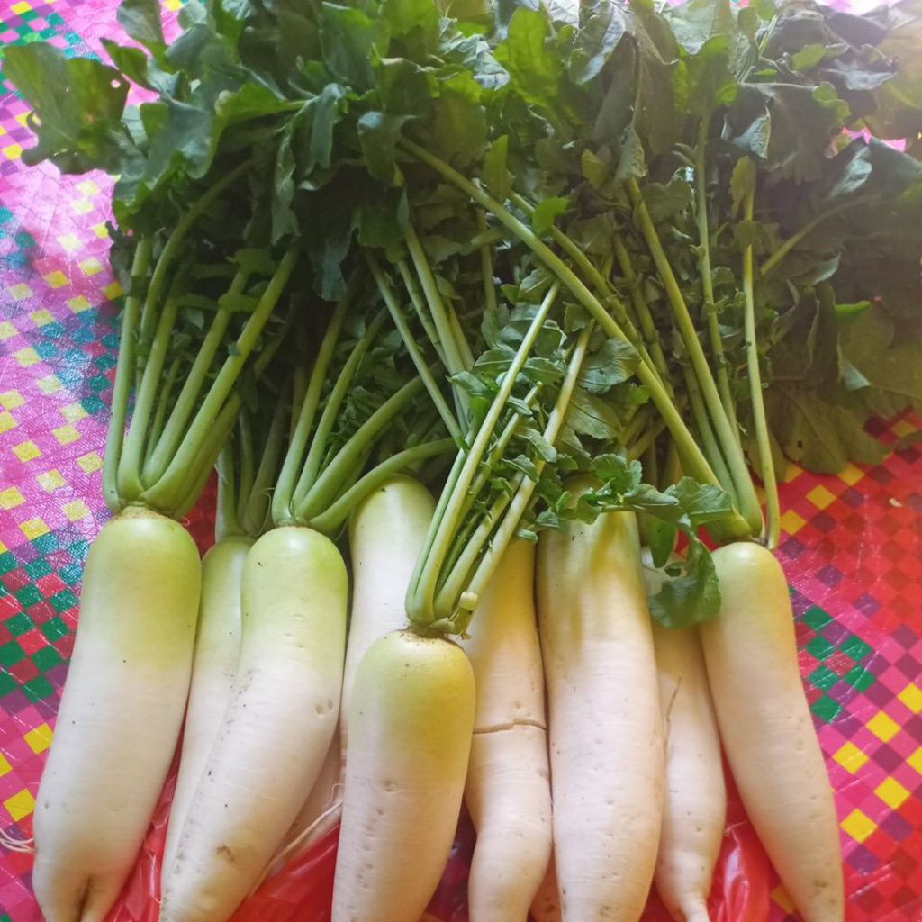 

Sayur LOBAK DAIKON / PUTIH / CINA segar