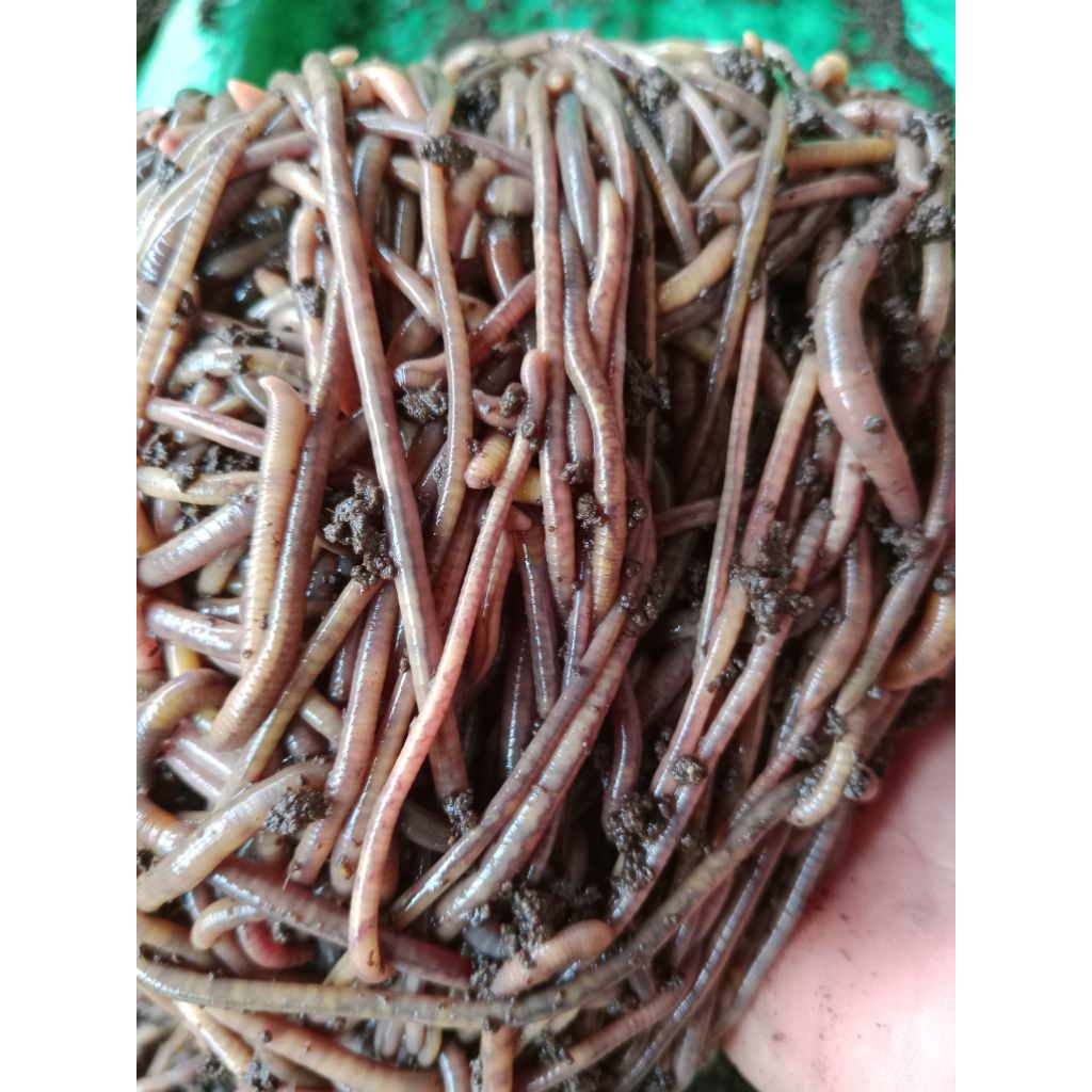 cacing susucacing fosfor berat bersih 1kg