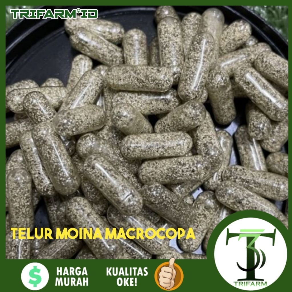 TRIFARM 1 Kapsul Telur Kutu Air Moina Macrocopa