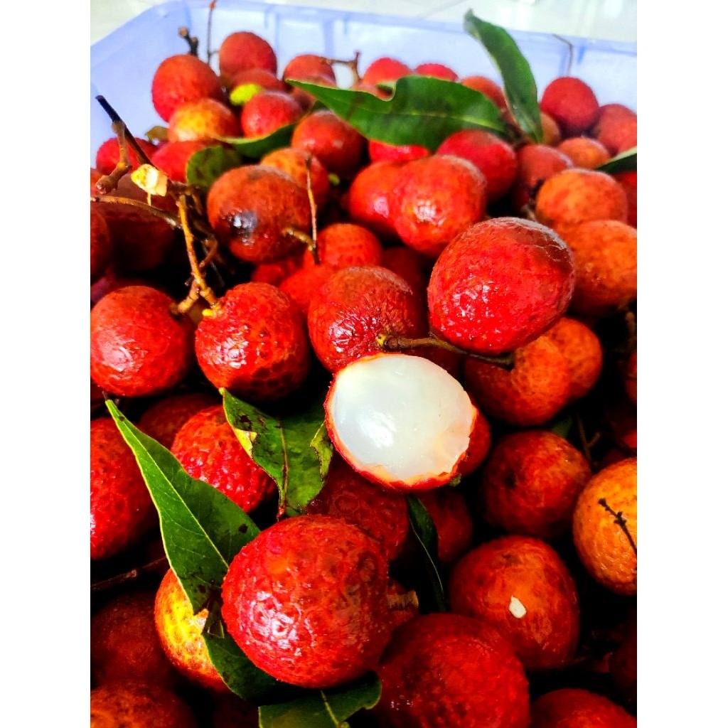 

Leci Merah Segar