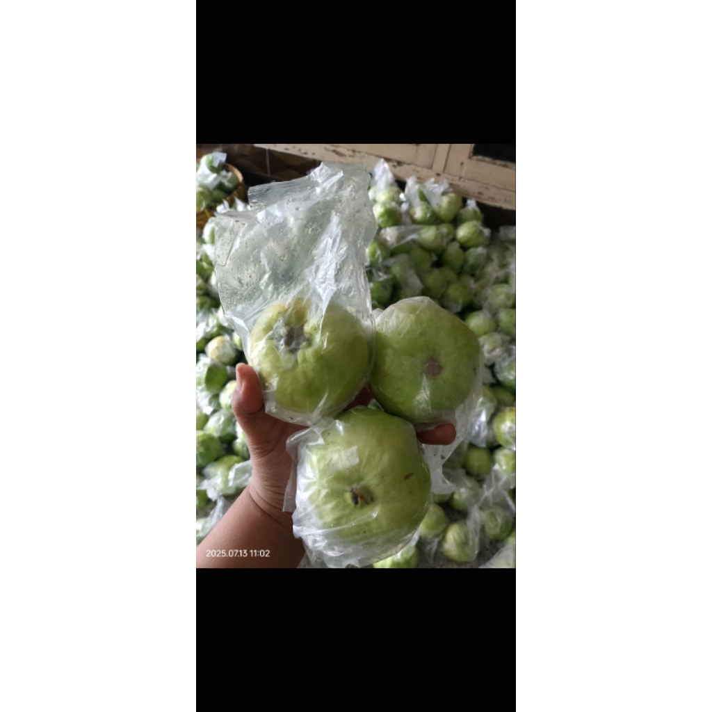 

Jambu Kristal Non Biji Jember 1 KG