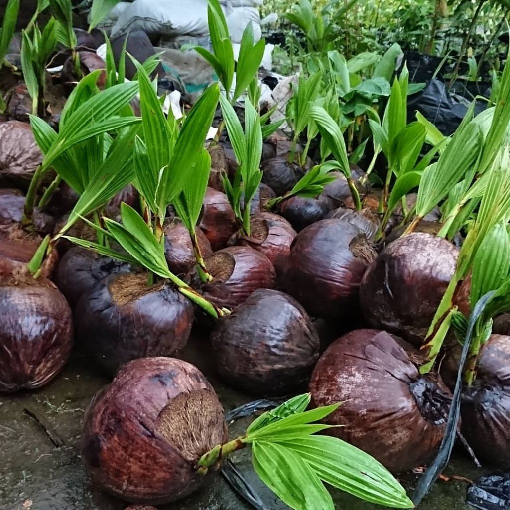 

bibit kelapa genjah asli Kalimantan super 3-4 tahun berbuah