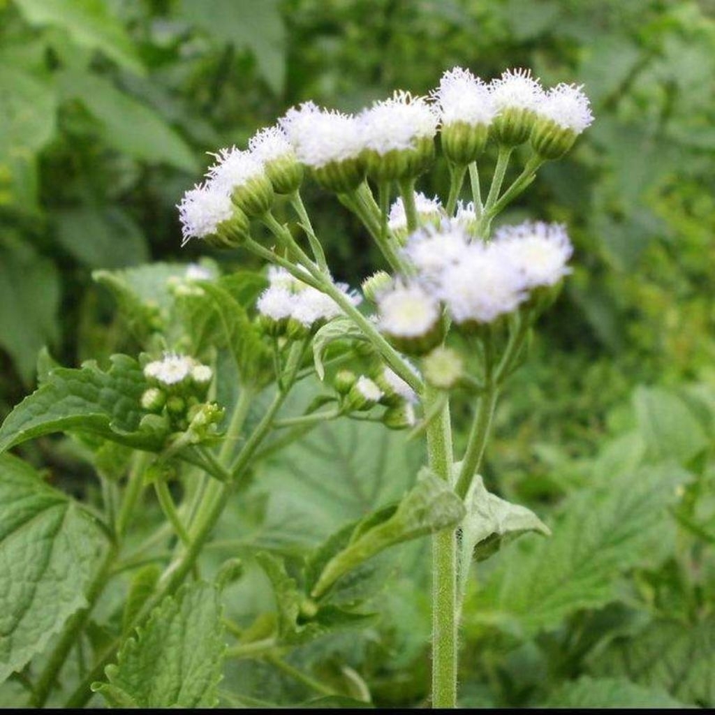 

DAUN BANDOTAN SEGAR Daun BABADOTAN KISTA ASAM URAT DIABETES 200gr - batang daun