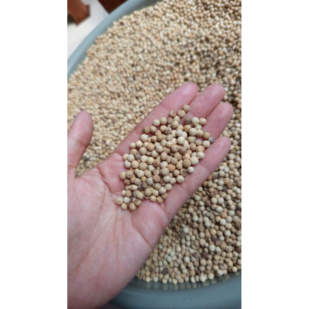 

Lada putih/mrrica putih lokal jawa 500gram & 1 kilogram