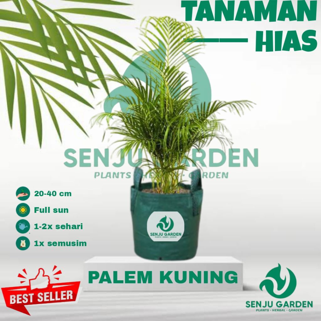 Tanaman hias palem kuning / bibit tanaman hias hidup palem kuning