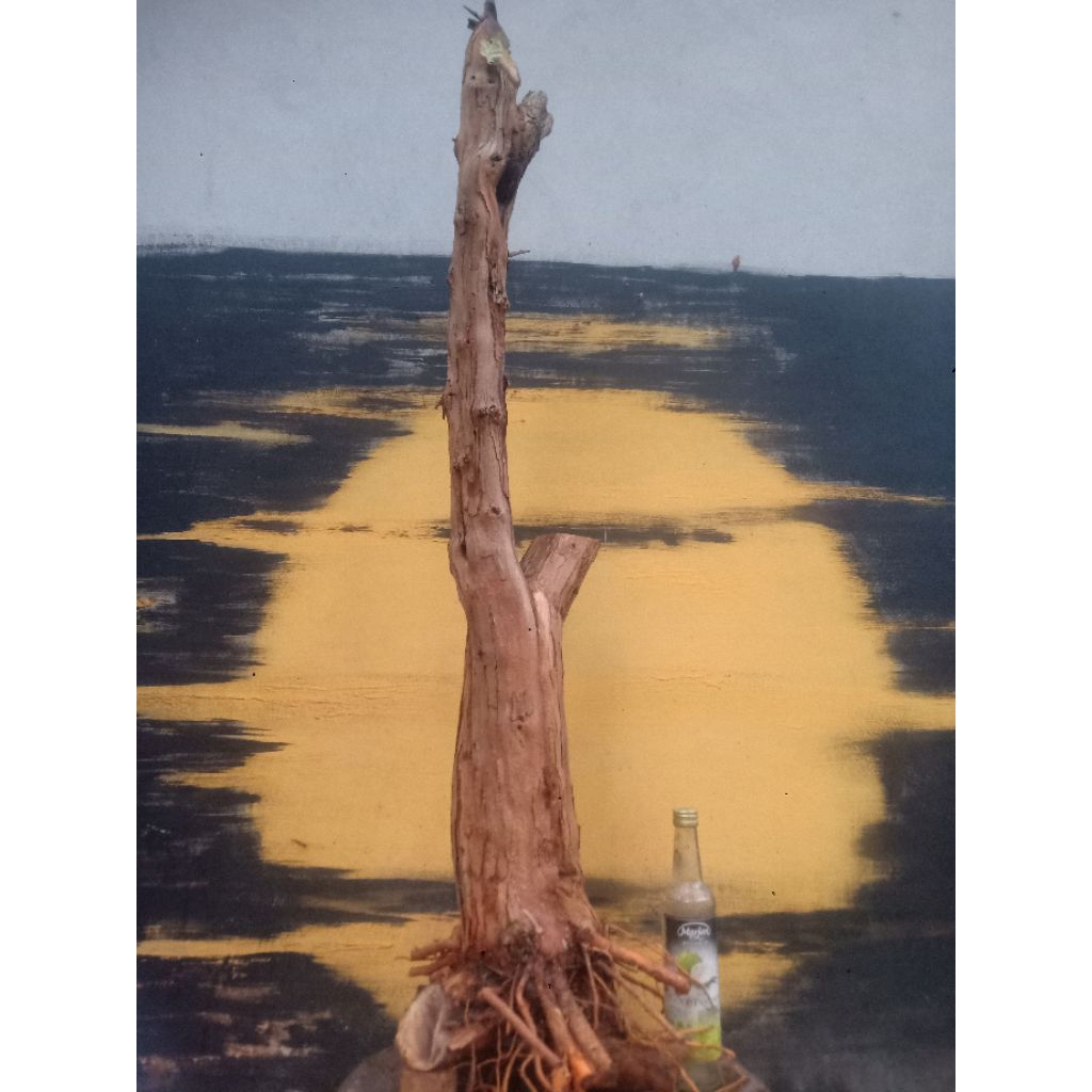 BAHAN BONSAI SISIR KALIAGE COKAN JUMBO