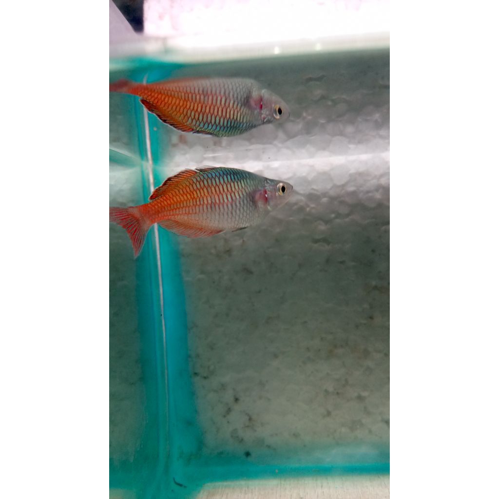 Rainbow Boesemani  Wild rare