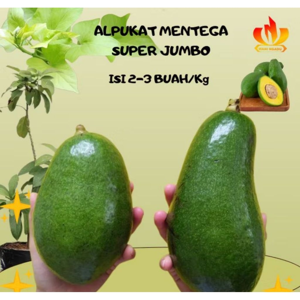 

TERLARIS,,,,,!!!!ALPUKAT MENTEGA SUPER PRENIUM 1KG ISI 2 SAMPAI 3 BUAH,,,!!!!(GATANSI UANG KRMBALI )