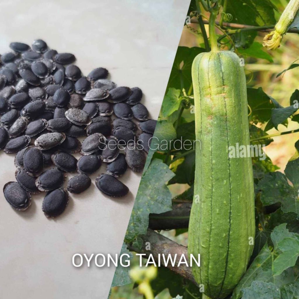 BENIH BIJI GAMBAS OYONG TAIWAN ( ISI 20 BUTIR)