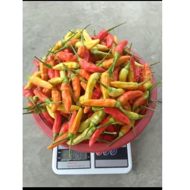 

Cabai Rawit siap kirim