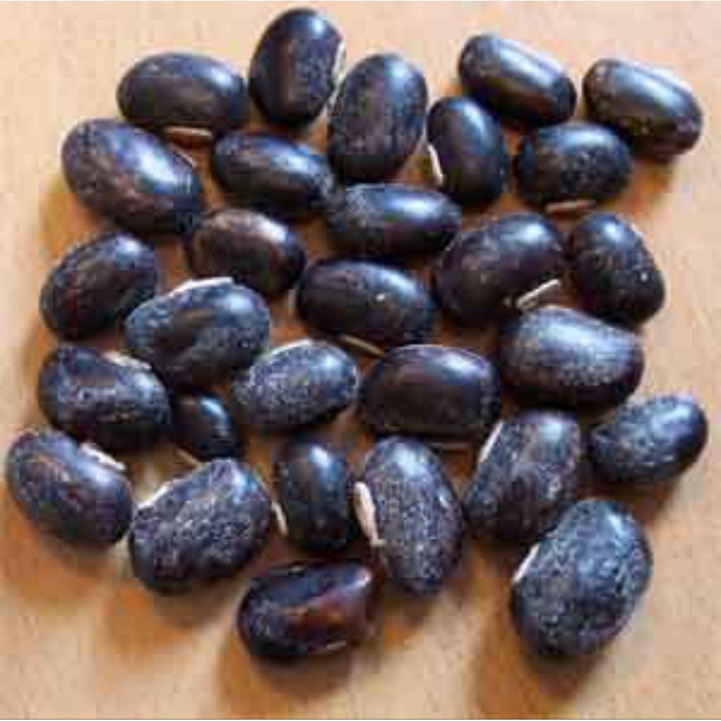 BENIH BIJI KACANG BLACK MUCUNA/KACANG KORO BENGUK HITAM ( ISI 20 BUTIR)