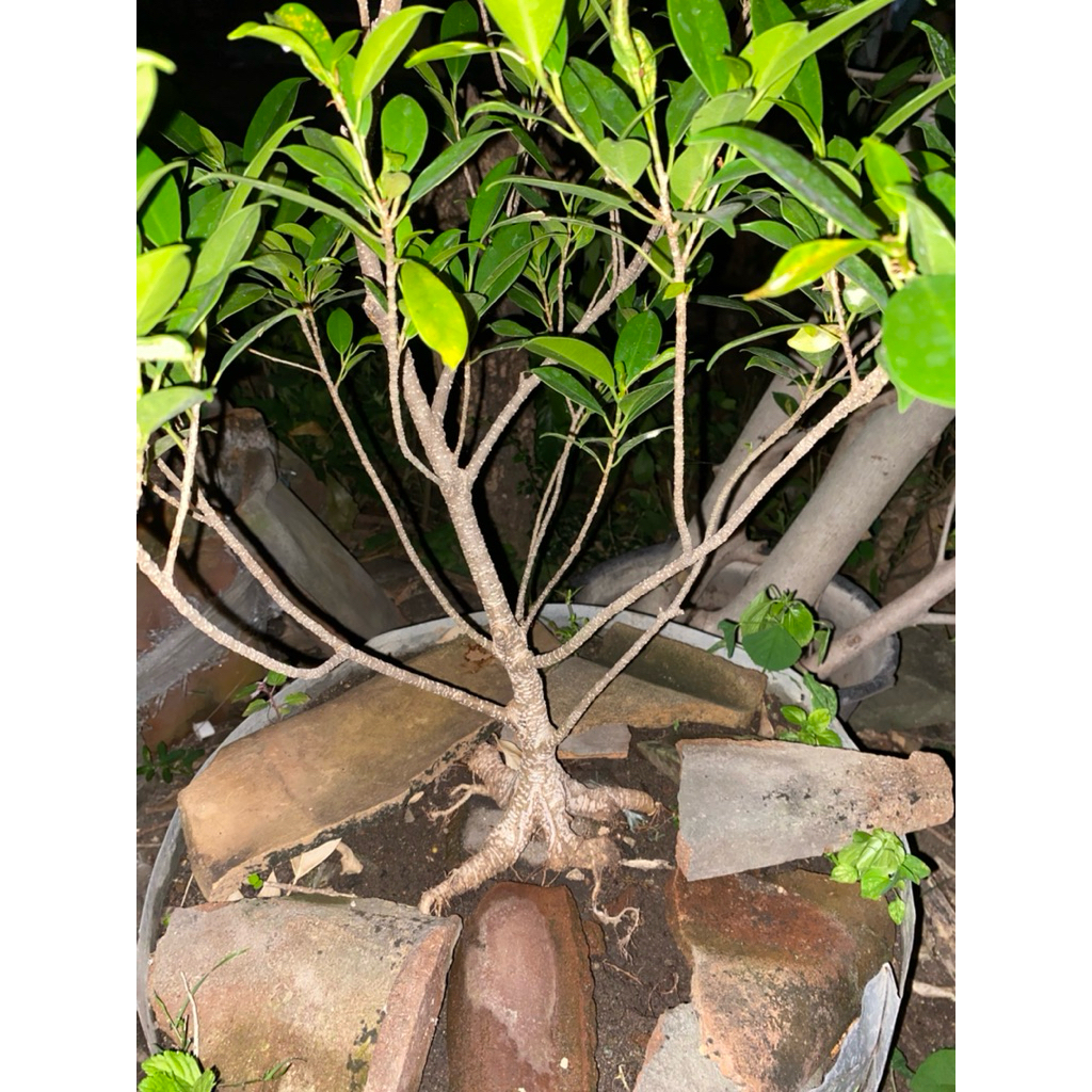 Bonsai kimeng mame pecah batang