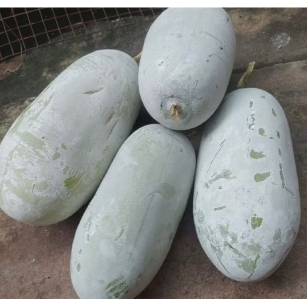 

1,2 Sampay 1,8 kg buah bligo/kundur fres baru d petik