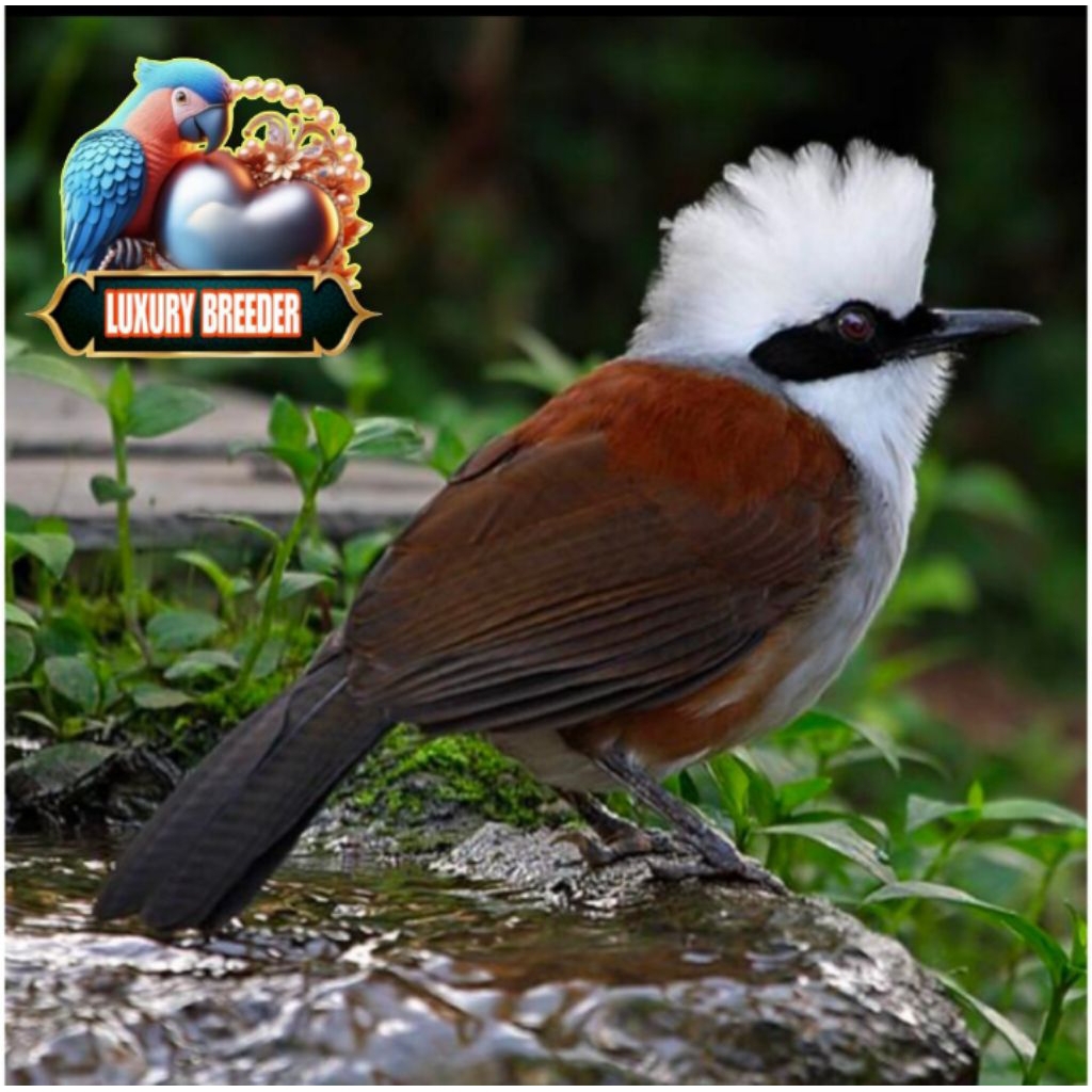 

Promo Telur poksay jambul white fertil siap ditetaskan