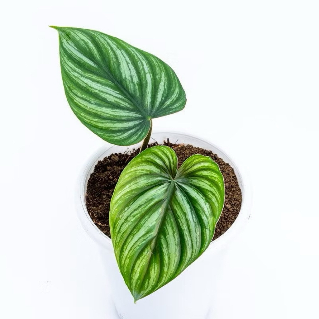 Philodendron plowmani