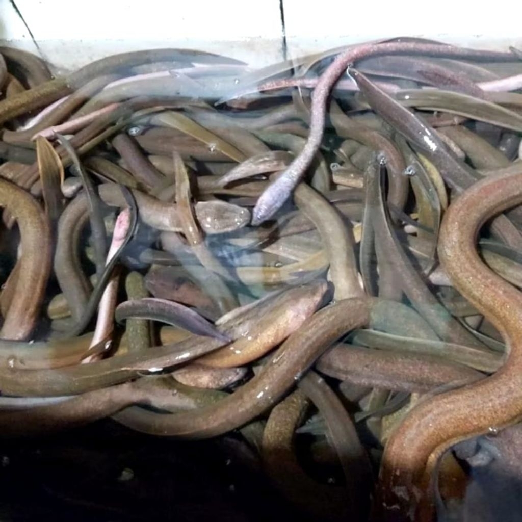 

belut segar hidup 1 kg