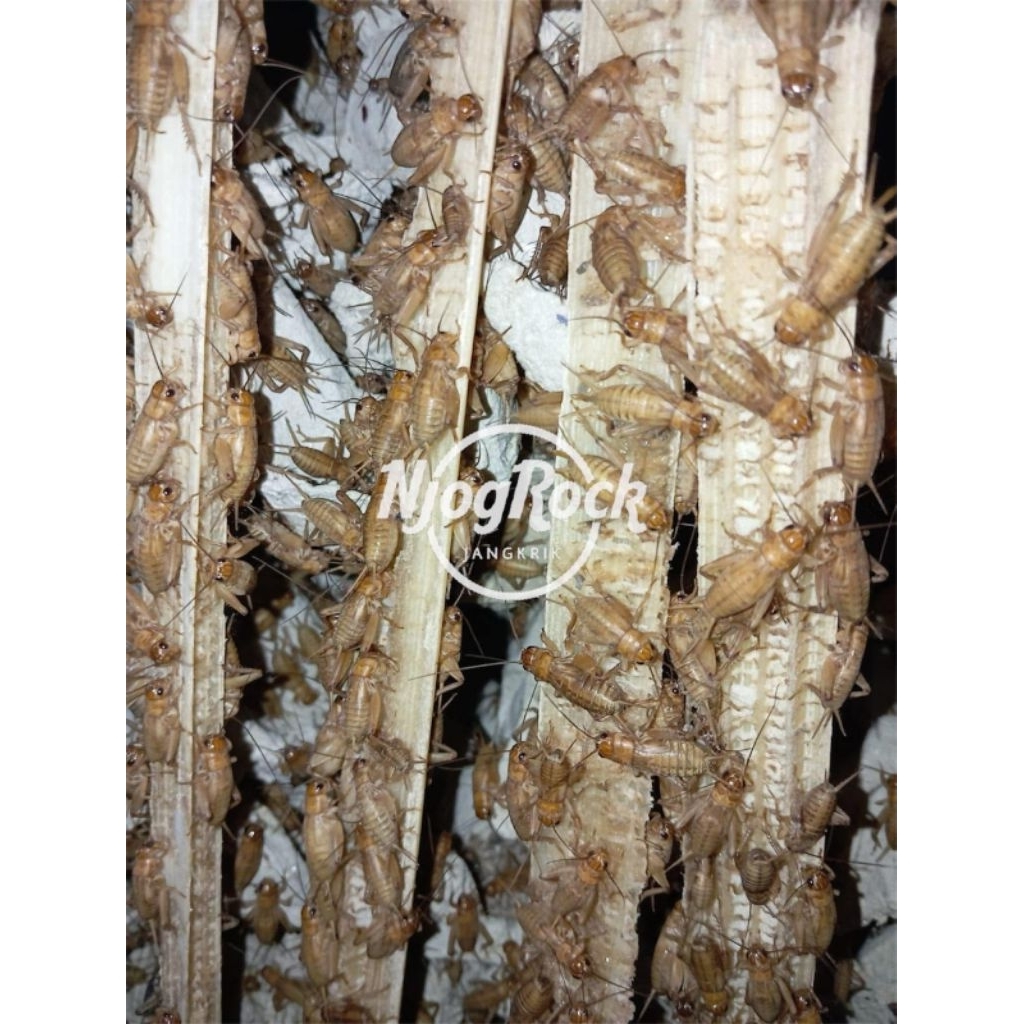 Telur Jangkrik Madu Kunyit Kuning Berkualitas 1Kg Pasti Menetas