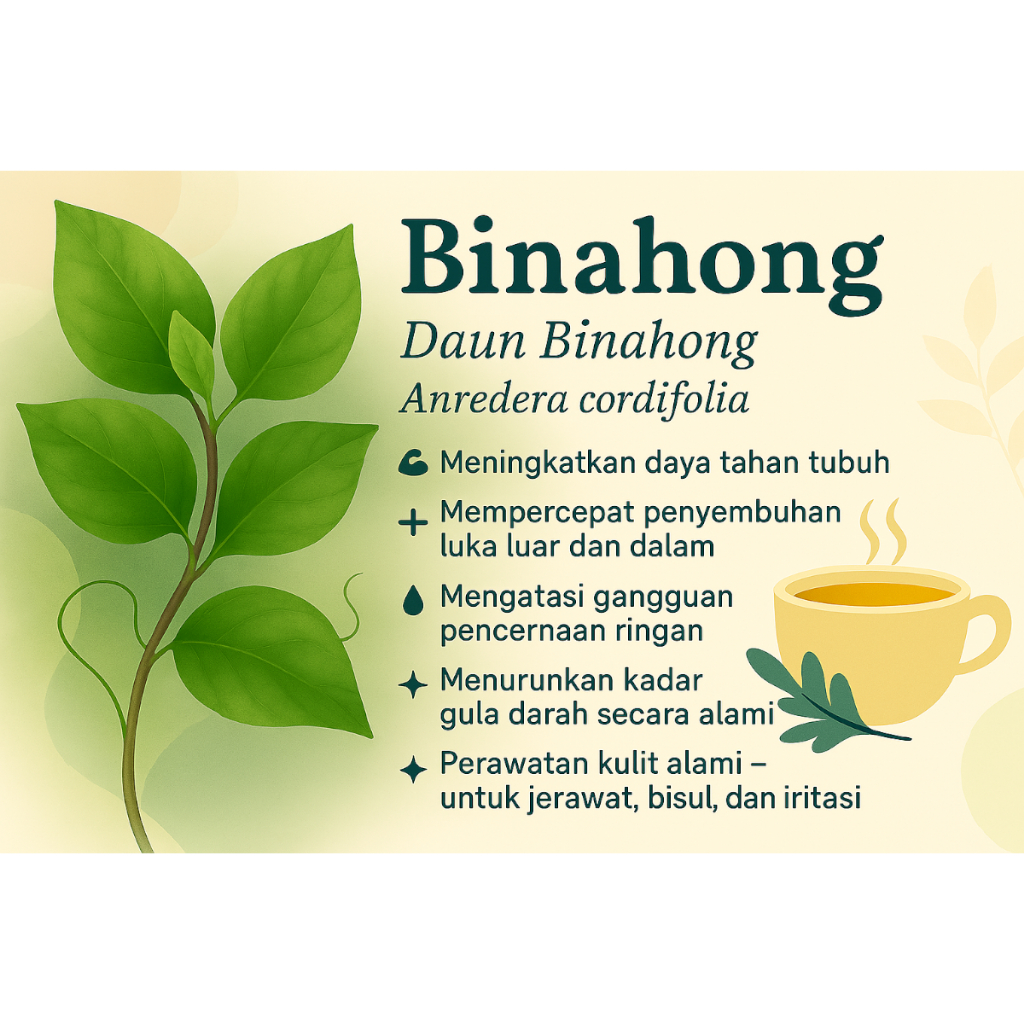

Daun Binahong Anredera Cordifolia Ramuan Herbal Tradisional Multifungsi