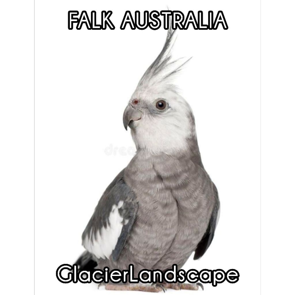 

Telur FALK AUSI (OSTRALIA) 100% MENETAS