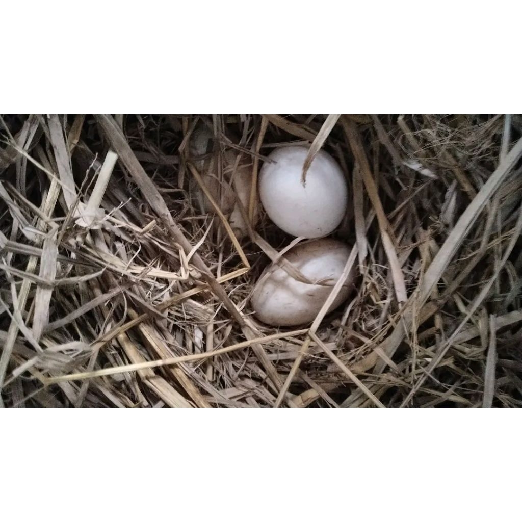 

telur angsa / banyak