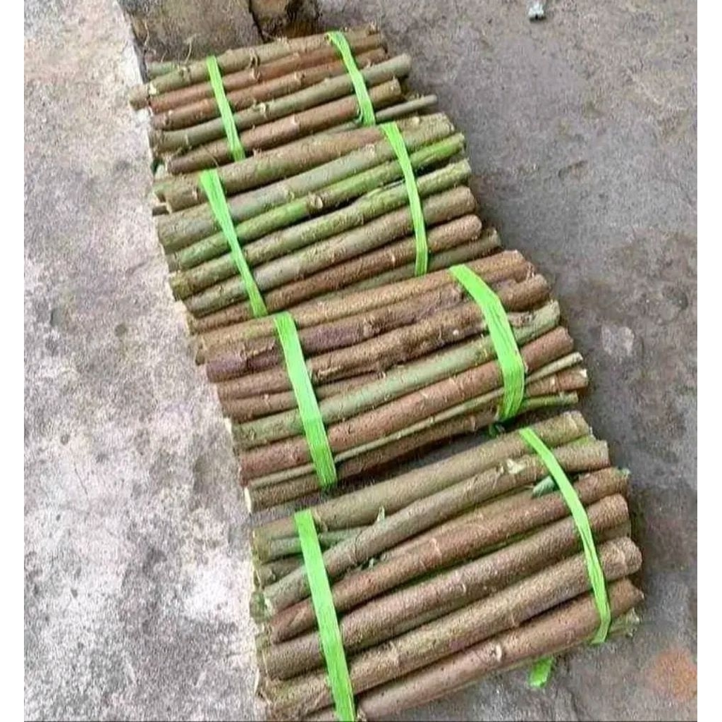 

telo papua / ketela papua pakan ternak