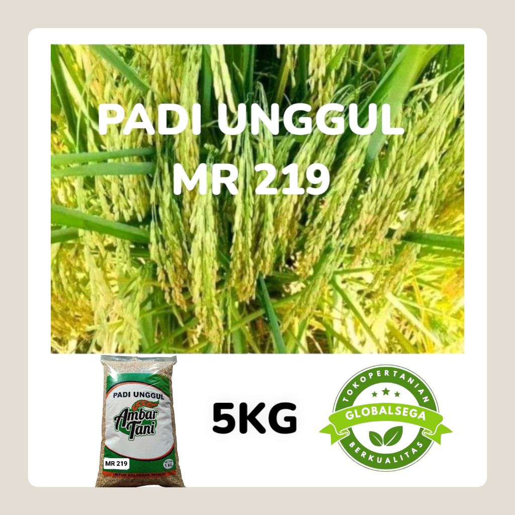 BIBIT PADI benih padi unggul MR 219 kemasan 5KG PREMIUM Tahan Rebah